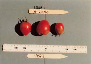 Click for 1 image(s) for this accession. FRUIT